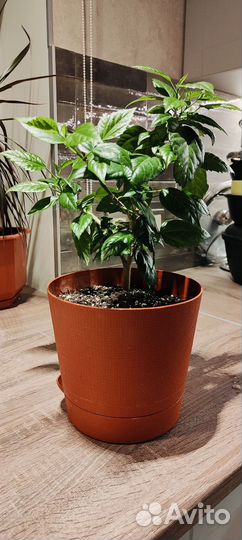 Гибискус китайский