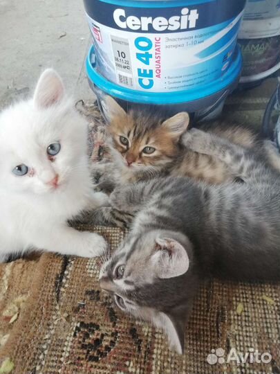 Котята в добрые руки