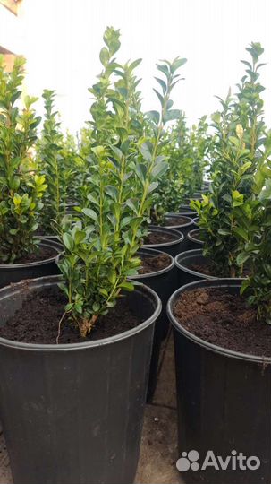 Декоративные растения ель/самшит/тисс/клён/злаки