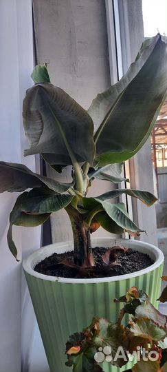 Банановое дерево