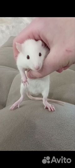 Декоративные крысята