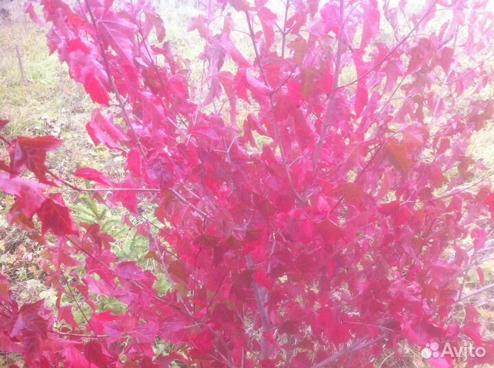 Саженцы клёна Гиннала, закрытая корневая система