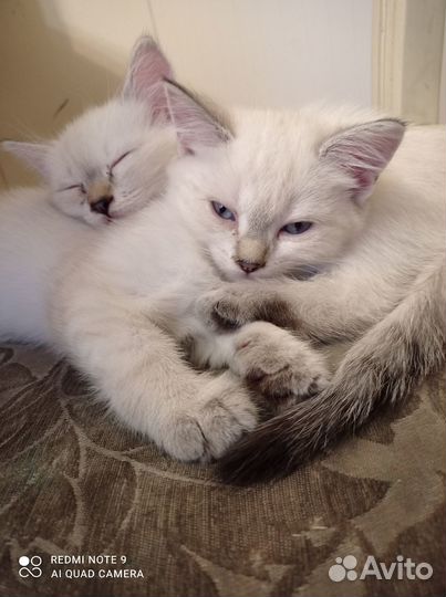 Котенок 2 месяца девочка, 2 штуки, бесплатно