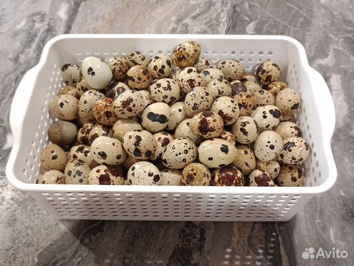 Яйца перепелиные домашние