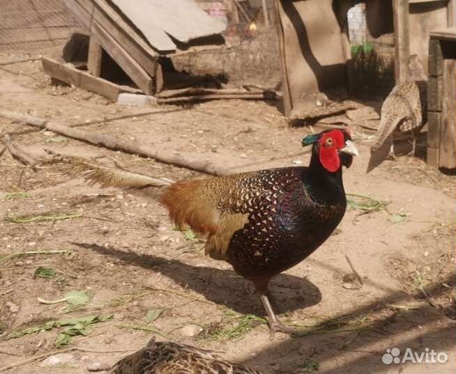 Фазаны румынские