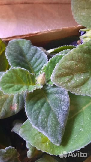 Глоксиния махровая