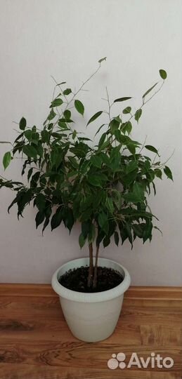 Фикус бенджамина