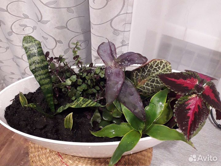 Комнатные растения