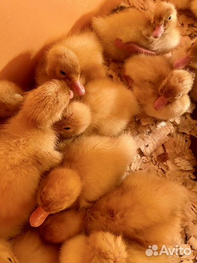 Утята Гусята