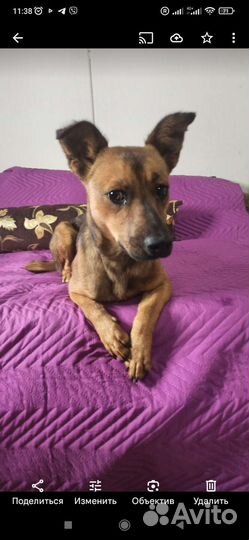 Собака бесплатно