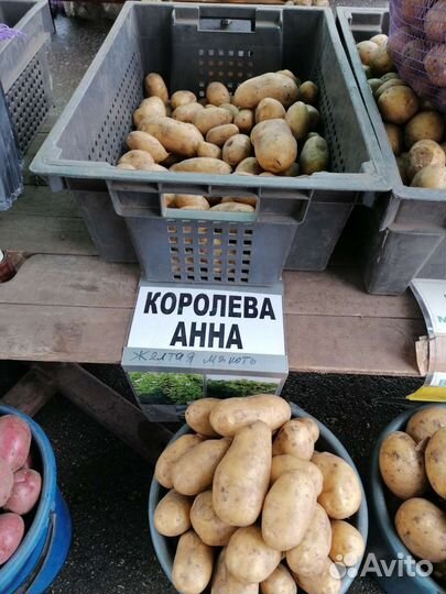 Картофель вкусный