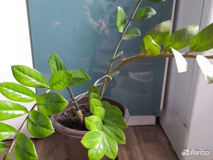 Замиокулькас