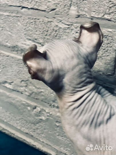 Котята эльфы