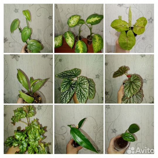 Комнатные растения