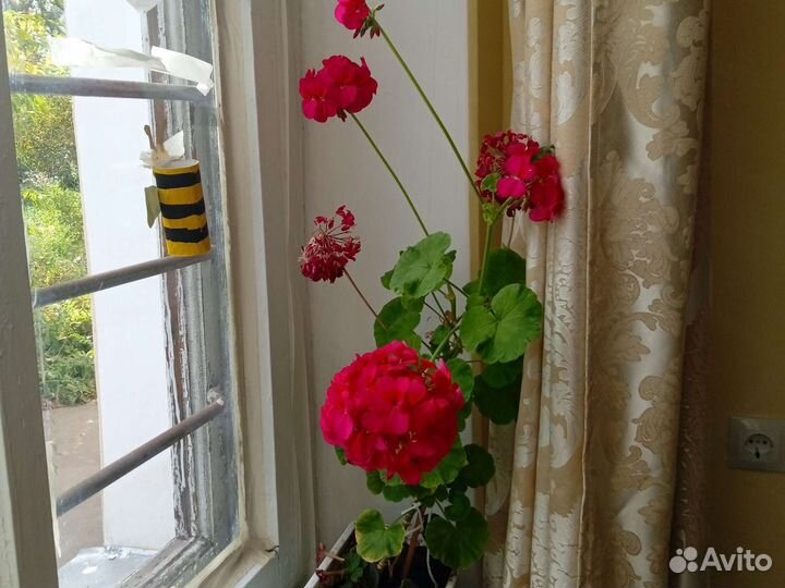 Пеларгония герань белая, ярко и нежно розовая