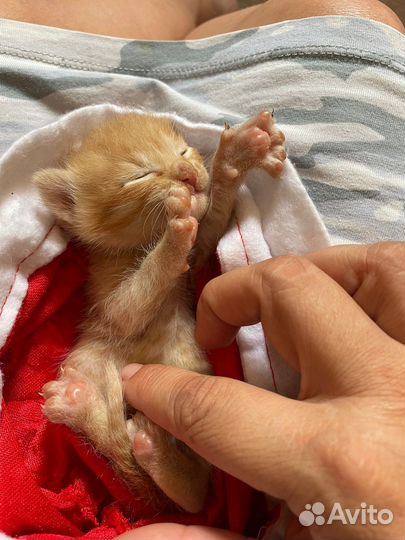 Рыжий Котенок в добрые руки в дар