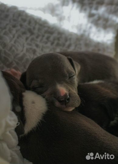 Щенки Стаффа РКФ