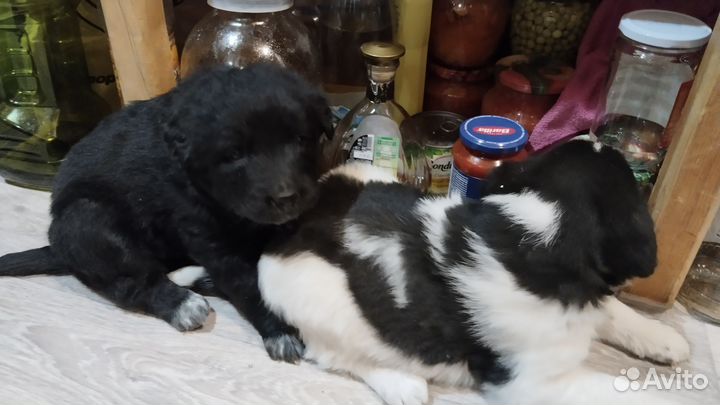 Щенки в добрые руки