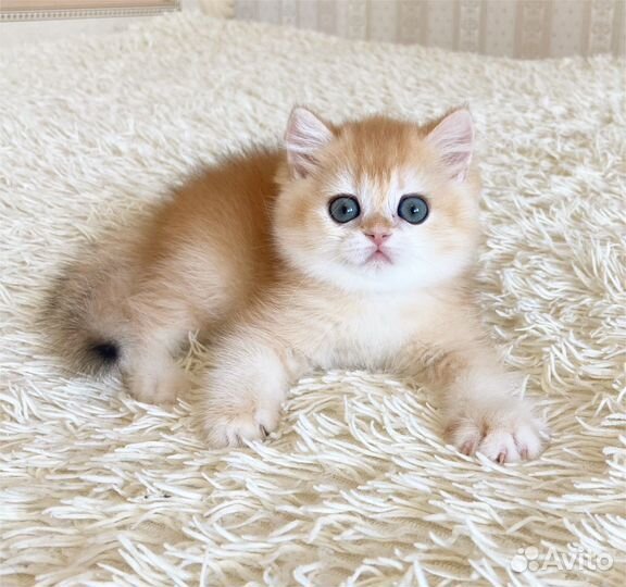 Золотая шиншилла мальчик ny12