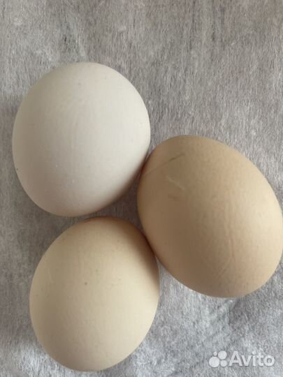 Домашние куриные яйца