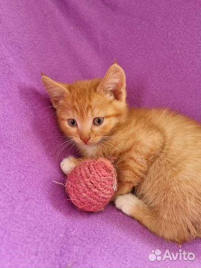 Рыжее солнышко на счастье в дар