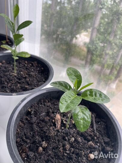 Лимон Мейера (узбекский) в горшке