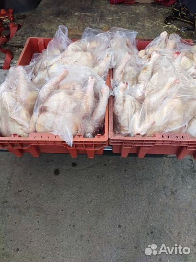 Мясо домашнего бройлера