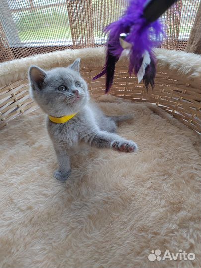 Британские котята