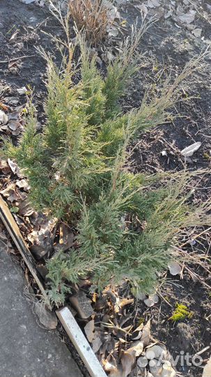 Можевельник казацкий