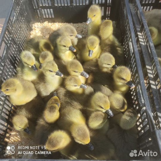 Гусята, цыплята