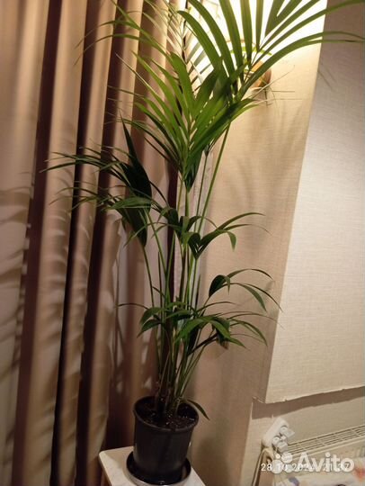 Ховея форстера пальма 180 см