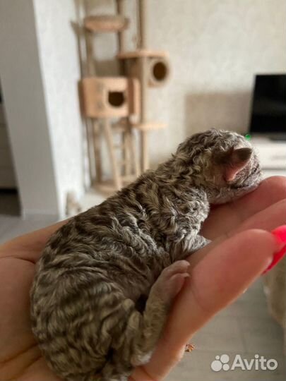 Котята девон-рекс