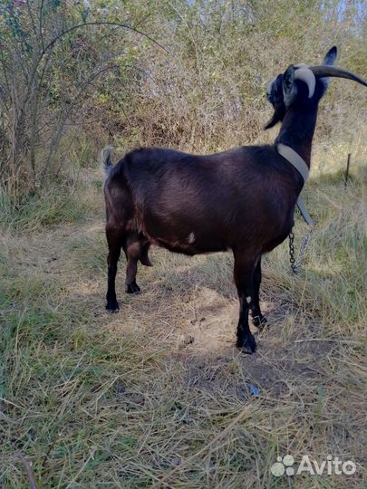 Коза дойная