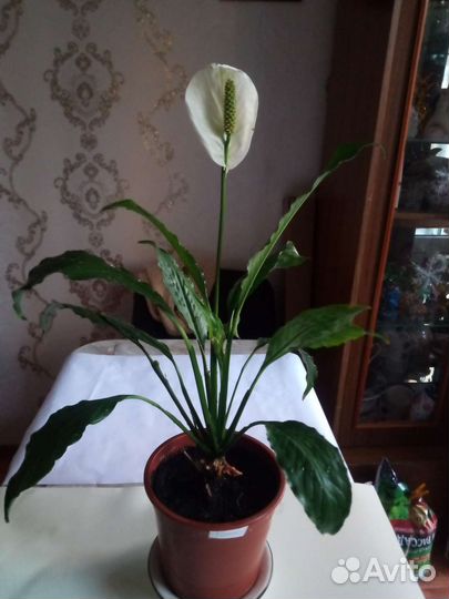 Спатифилум, каменный цветок