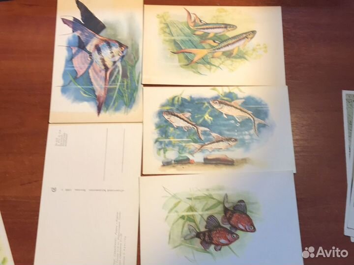 Открытки СССР рыбы/ животные/ растения