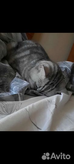 Британская кошка