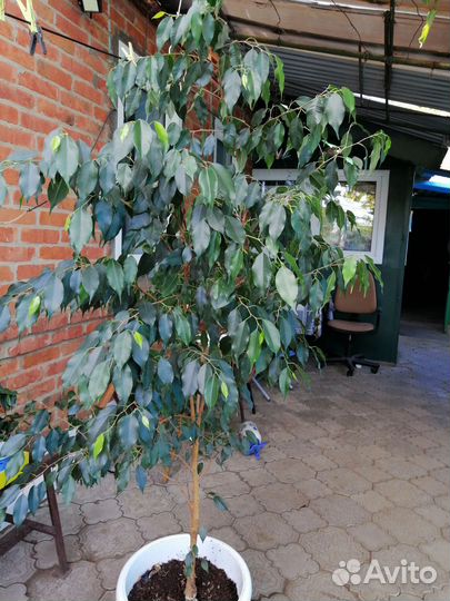 Бенджамина