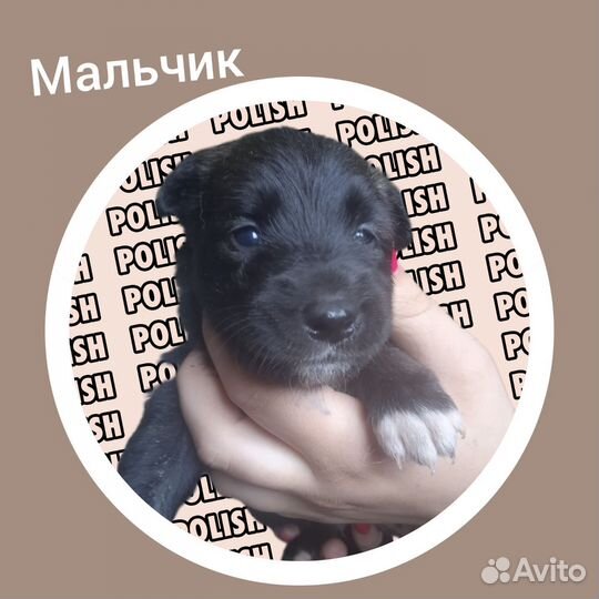 Бесплатно