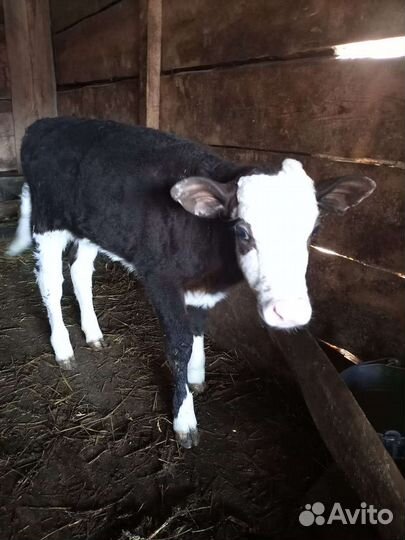 Телочка 1 месяц