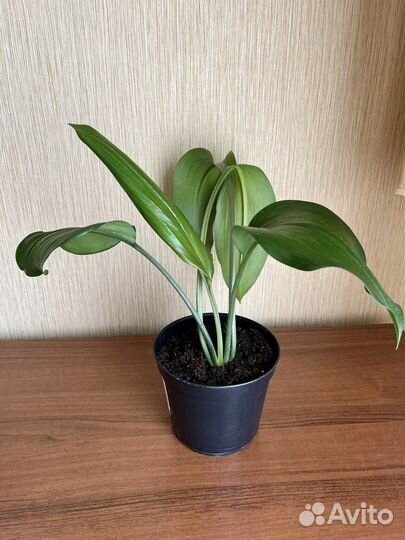 Эухарис амазонская лилия