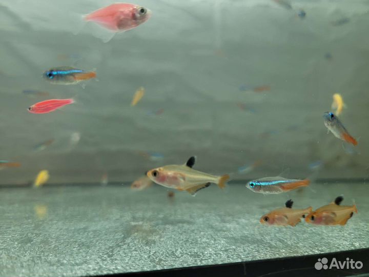 Аквариумные рыбки