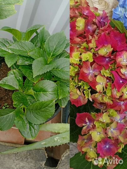 Гортензия, Алоэ Вера