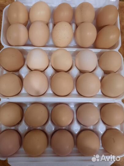 Домашние куриные яйца деревенские, диетические