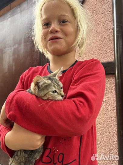 Кошка в дар