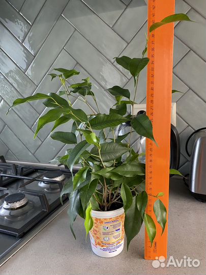 Фикус Бенджамина/Традесканция