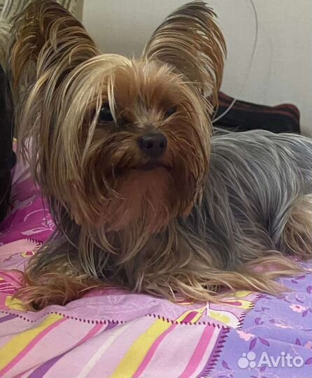 Передержка кошек и собак