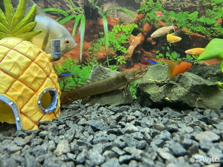 Полиптерус