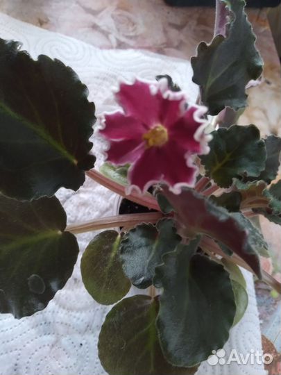 Цветущие фиалки