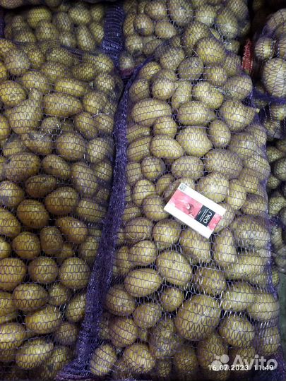 Картофель Галла