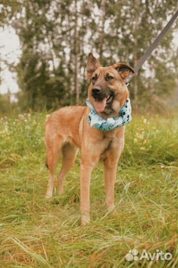 Скромная Кози ждет семью